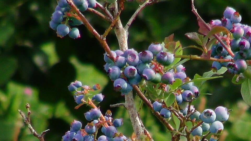 Orchard Cherries Blueberries Virginia