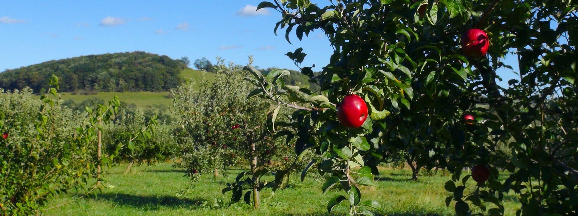 virginia perfection orchard at historic valley view farm apples, peaches