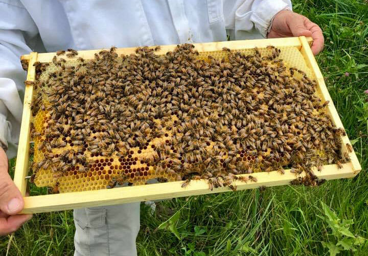 Valley View Farm Adopt-A-Hive Program
